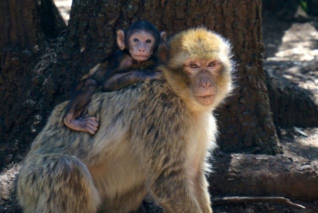 Azrou monkies